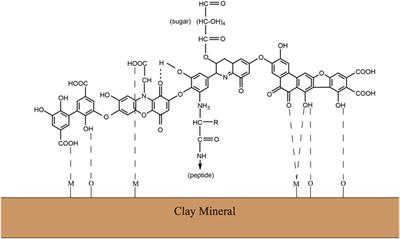 Frontiers | The Biodegradation Of Soil Organic Matter In Soil-Dwelling ...